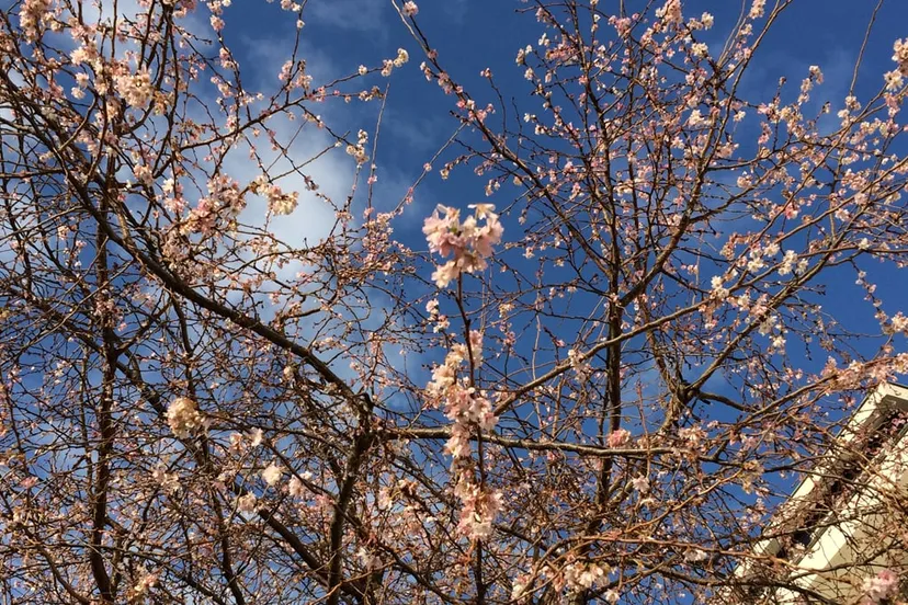 bloesem prunus autumnalis winterbloeier