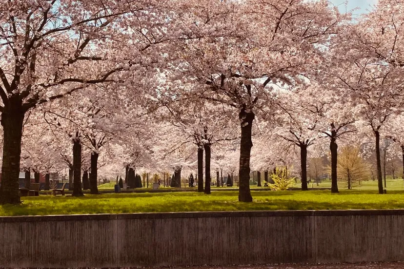 bloesempracht in hof van onthaasting