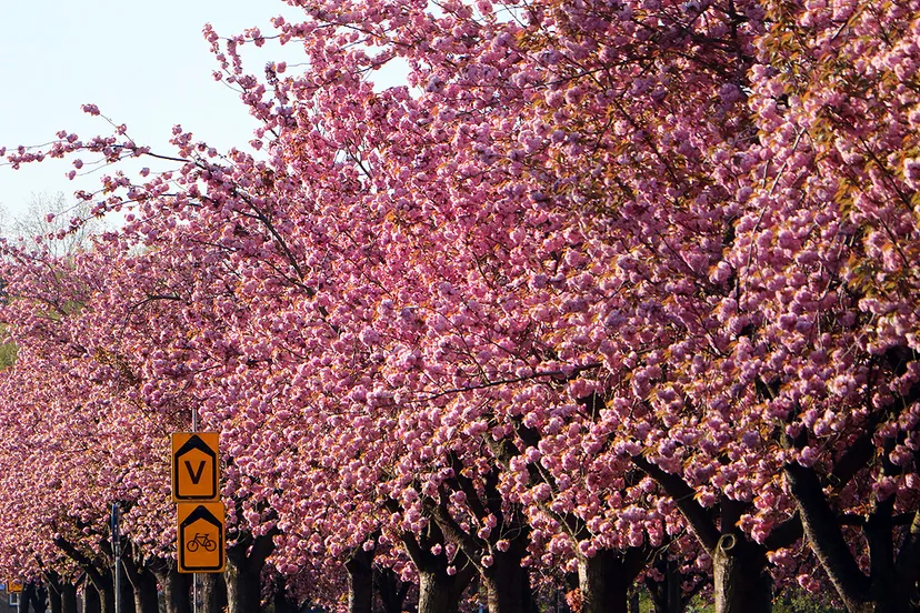 bloesempracht vijverweg 2021