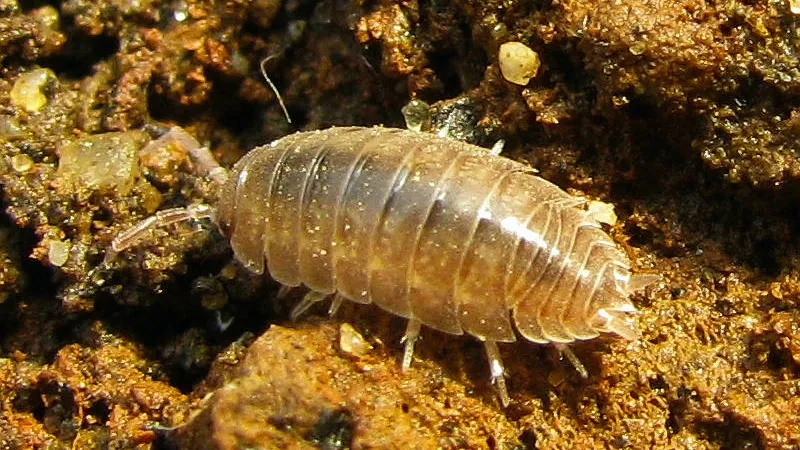 bodemdiertjes pissebed