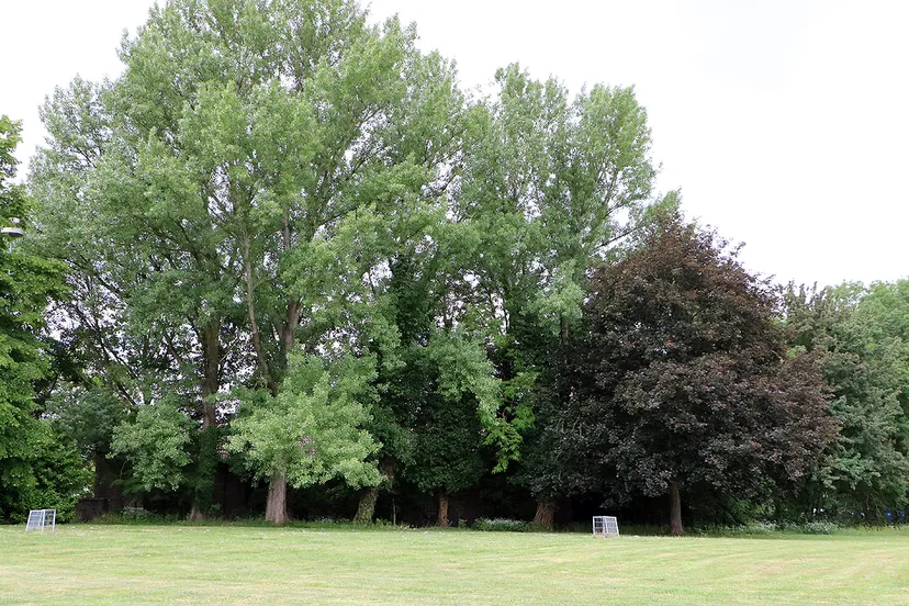 bomen achter gemmaklooster
