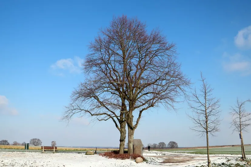 bomen kollenberg en kapel maria der smarten
