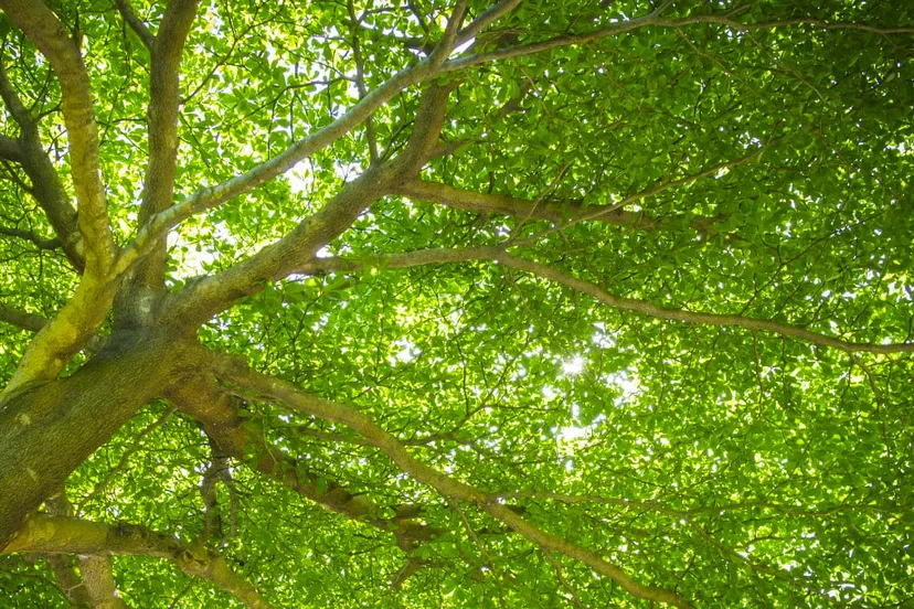 bomen planten cc0 via pxhere