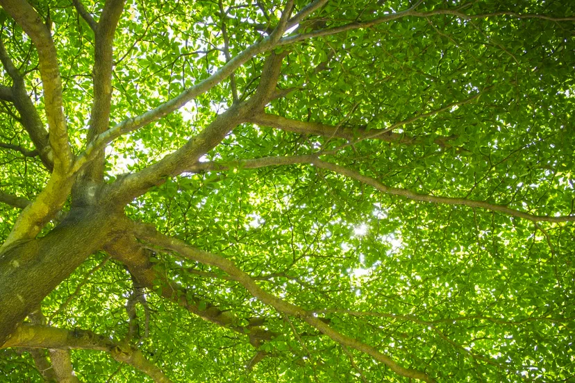 bomen planten cc0 via pxhere