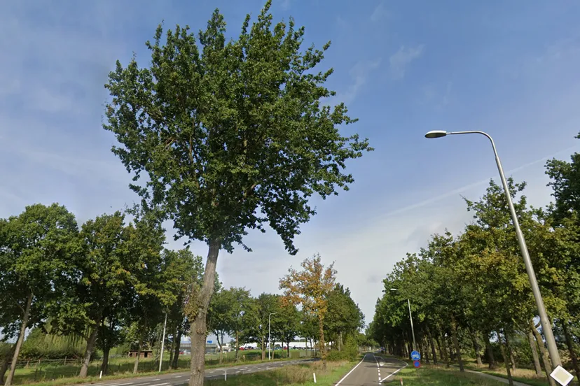 bomen rijksweg bij vdl nedcar