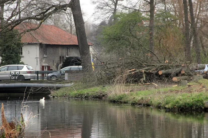 bomenkap geleenbeek 2019 2