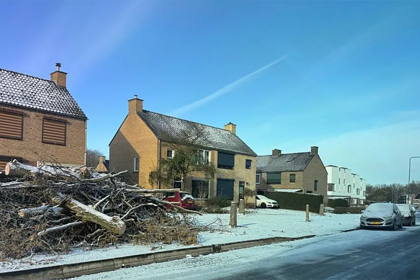 bomenkap in sittard geleen