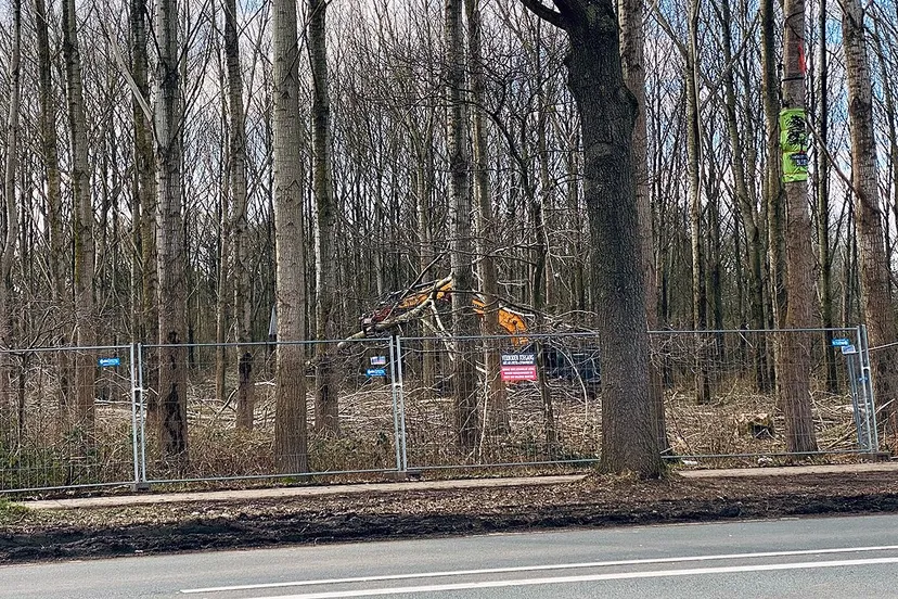 bomenkap sterrebos 1