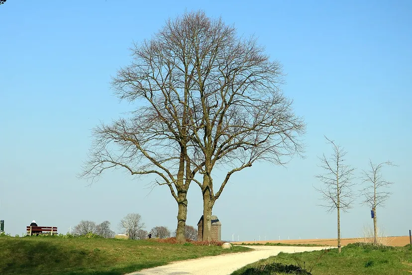 boom kollenberg 28 maart 2020