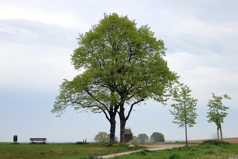 boom kollenberg mei 2020