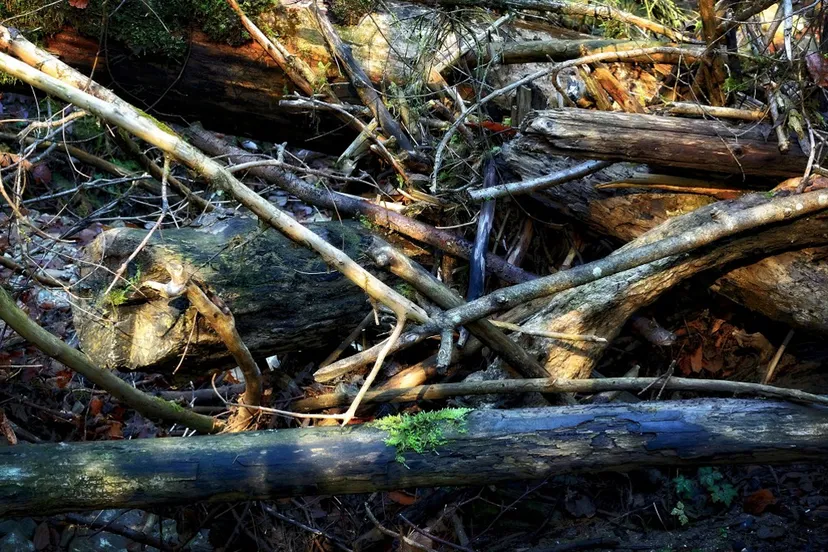 bos storm afgevallen takken loshangende takken