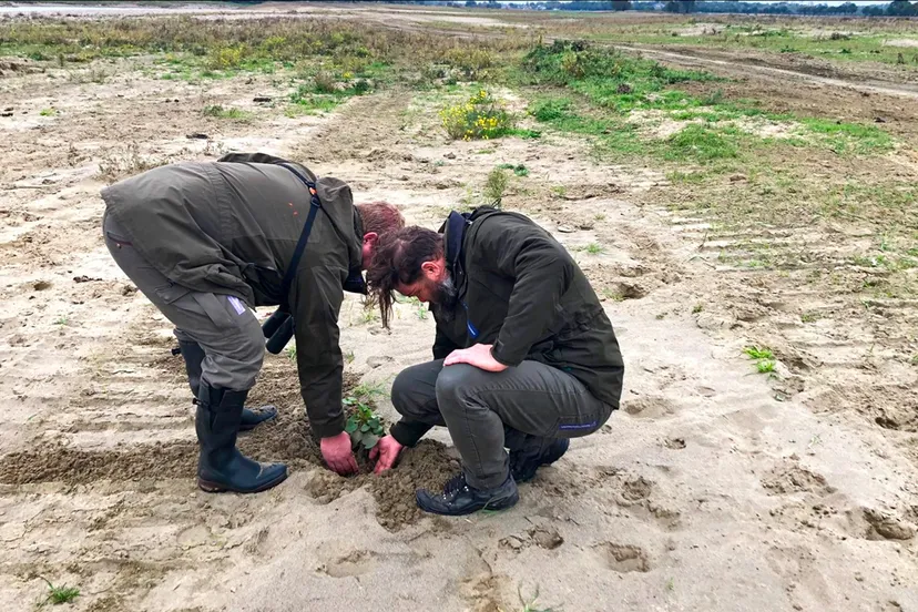 boswachters graven jonge plant japanse duizendknoop uit