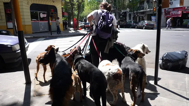 bqpegjsu1mudgckgez1ef32i8 hondenbelasting honden uitlaten foto door operatiecreatie cc by