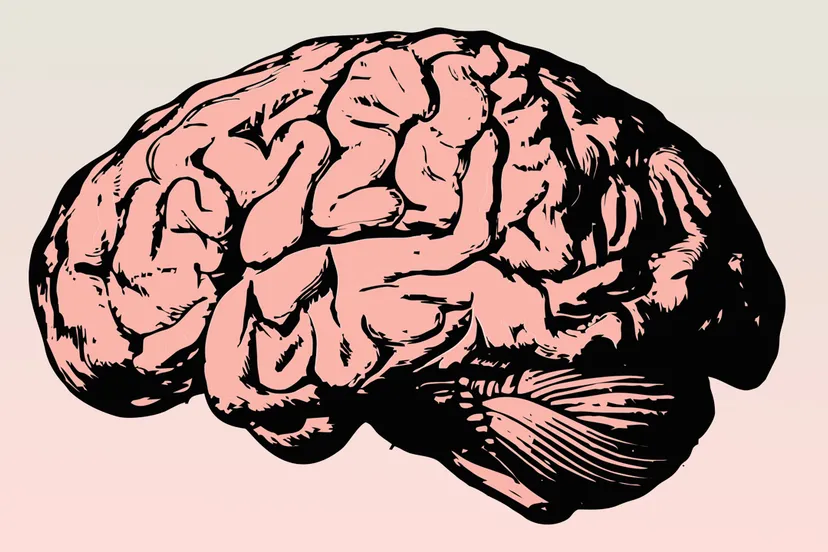brein illustratie