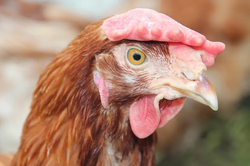 brown chicken 1767722 1280