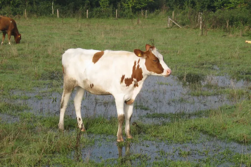 bs0eki1wf6au5i6j0vlq5g418 koeien met natte poten 3
