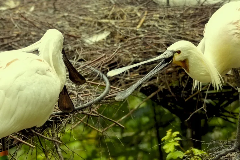 burenruzie kibbelende lepelaars cc0