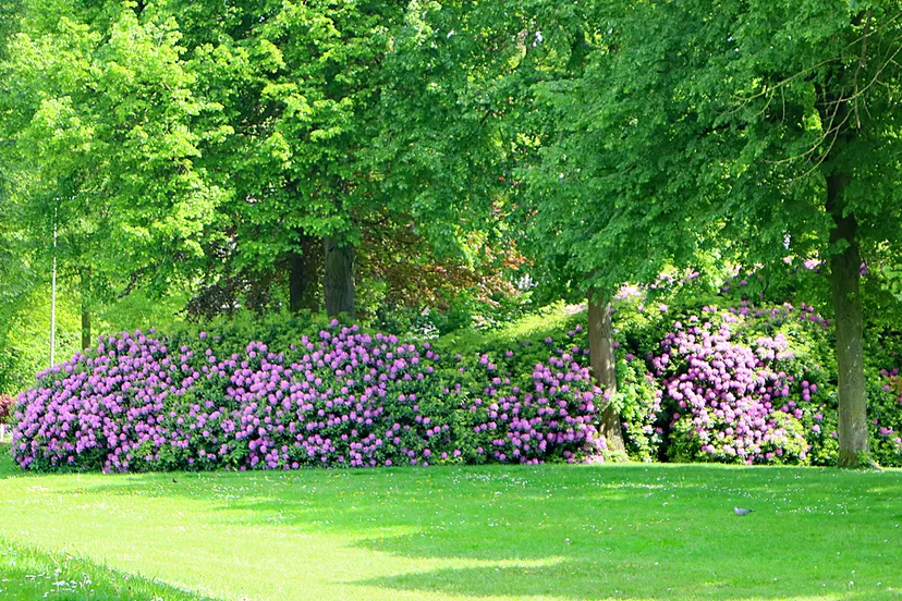 burgemeester damenpark op zijn mooist