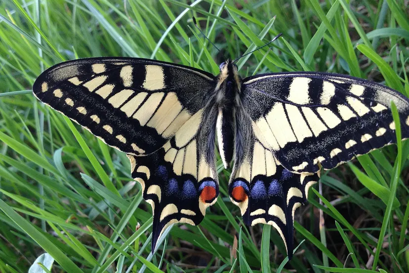 butterfly 409580 1280 koninginnepage