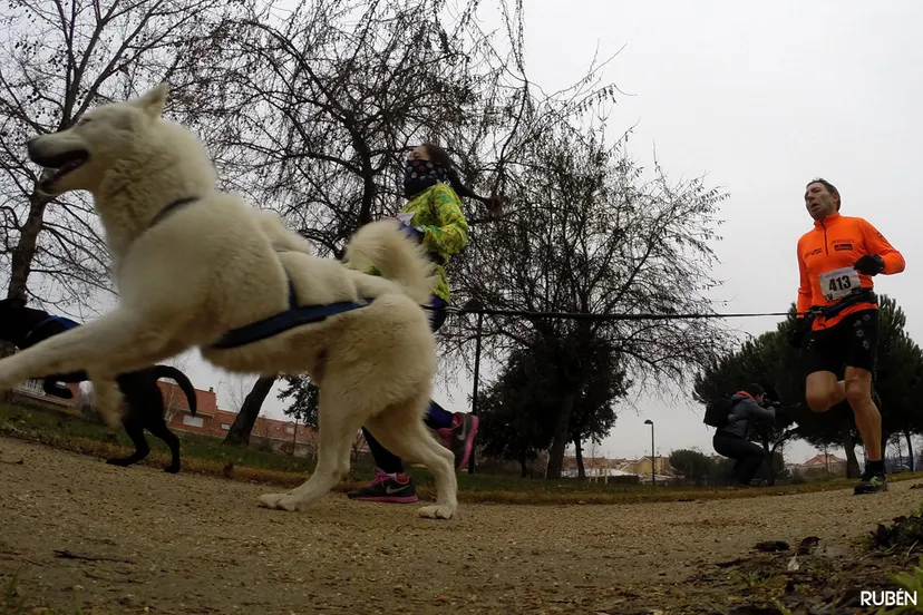 canicross rubn ortega vega cc by sa 20 via flickr 16283722636 909a7ac8a9 k