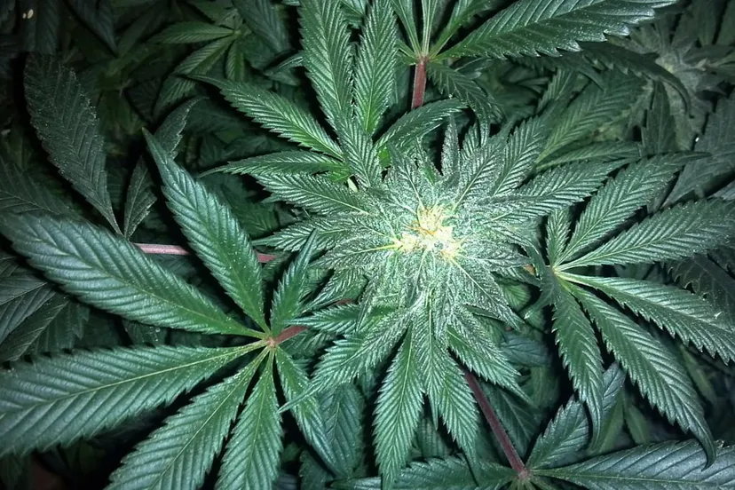 cannabis 313051 1280 hennep