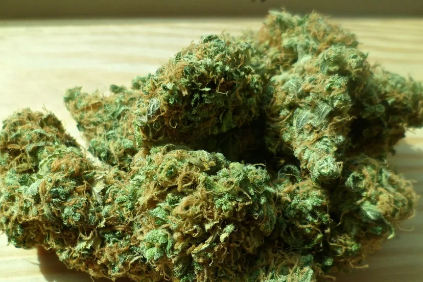 cannabis 448661 1920 hennep cc0 public domain