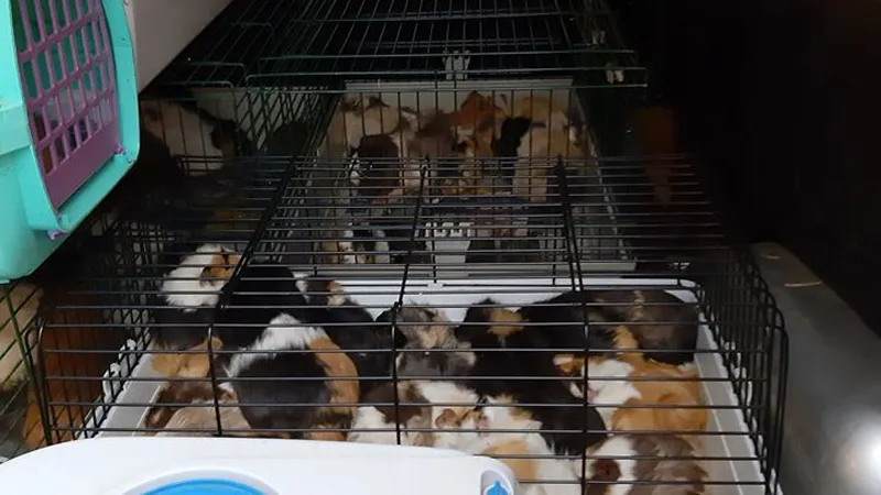 caviaopvang t kuufke 2