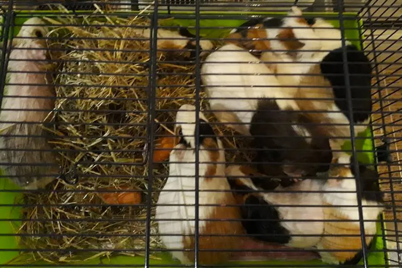 caviaopvang t kuufke