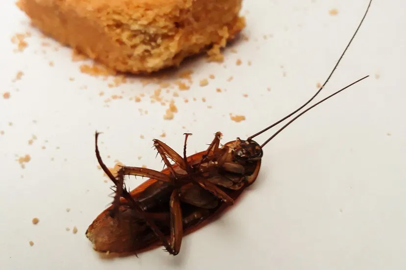 cc0 kanchana suebwongnirat via pixabay kakkerlak