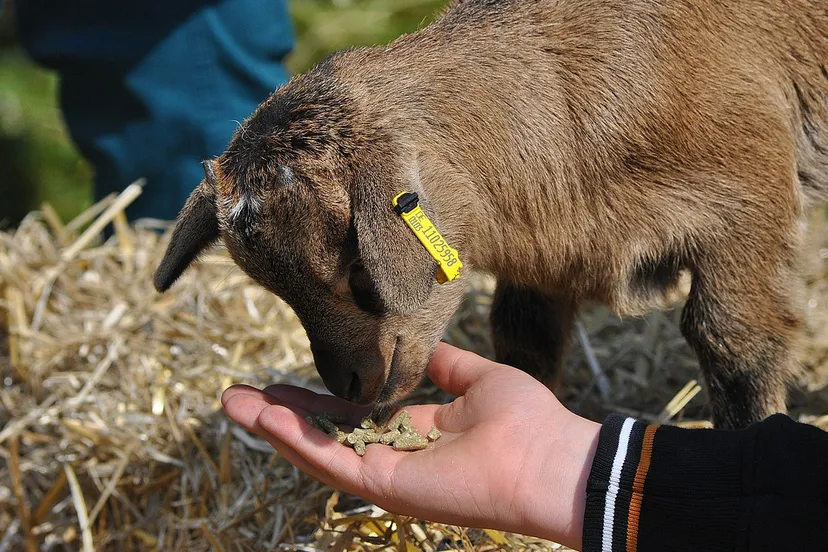 cc0 maret hosemann via pixabay geit lam1