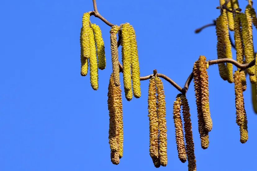 cc0 needpix elzenpollen