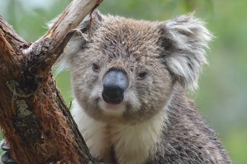 cc0 via pixabay koala 3290826 1280