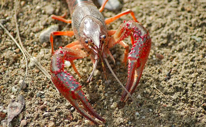 cc0 via pxfuel amerikaanse rivierkreeft