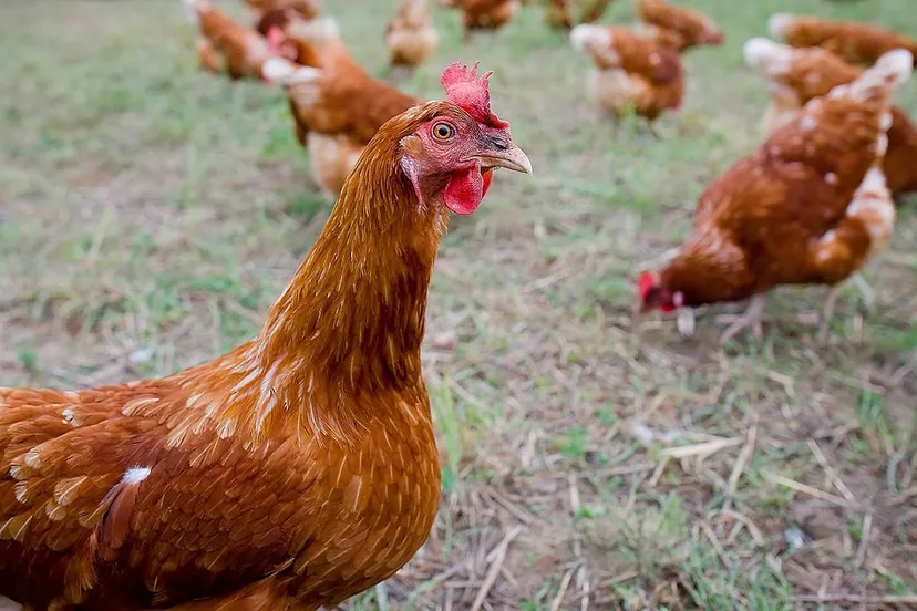 chicken 1682236 1280 kippen vrije uitloop cc0 pixabay