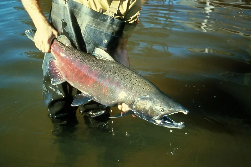 chinook zalm pixabay cc0