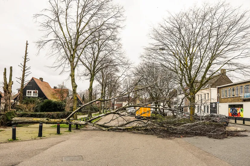 ciara velt boom lindenheuvel 1