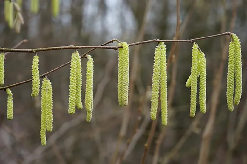 common hazel 275009 640 hazelaar in bloei1
