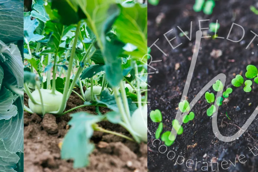 cooperatieve tuinderij harteveldt