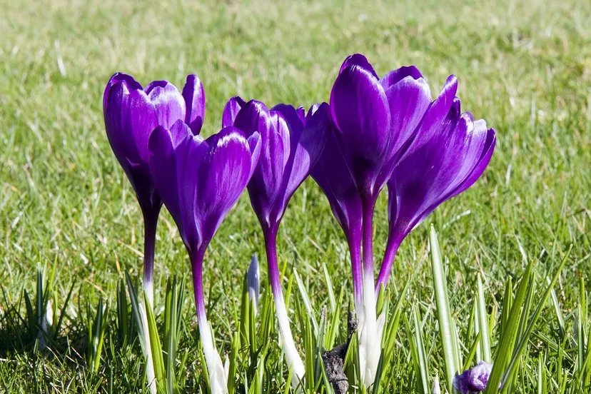 crocus 316980 1280 krokus krokussen