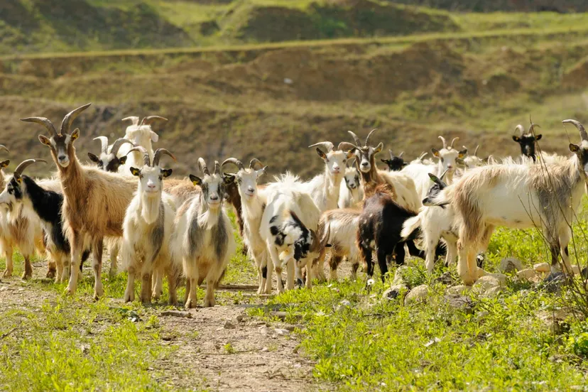 curfsgroeve nederlandse landgeit sll henk heijligers 5427
