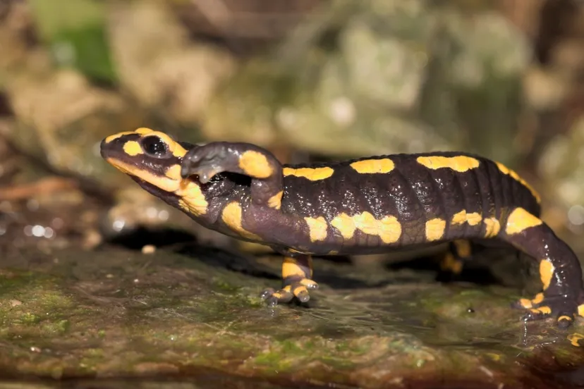 d3fk6ecqep2z5j0shpf7lyp2t sasajelgerherder016t vuursalamander