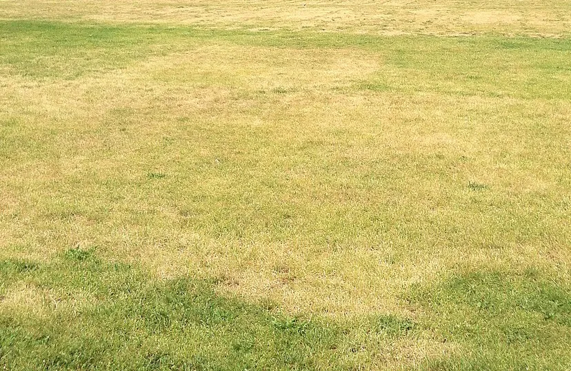 d5vczlcq3zyid55fbiol5em69 verdroogd grasland gazon gras grasveld