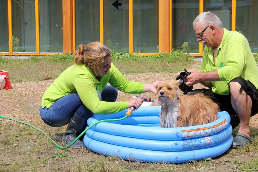 d8rw5ptogdvya8jjzuvb80v19 hondenwasdag 0