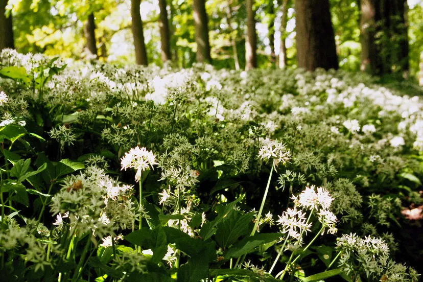 daslook marco roepers cc by sa 30 https creativecommonsorglicensesby sa30