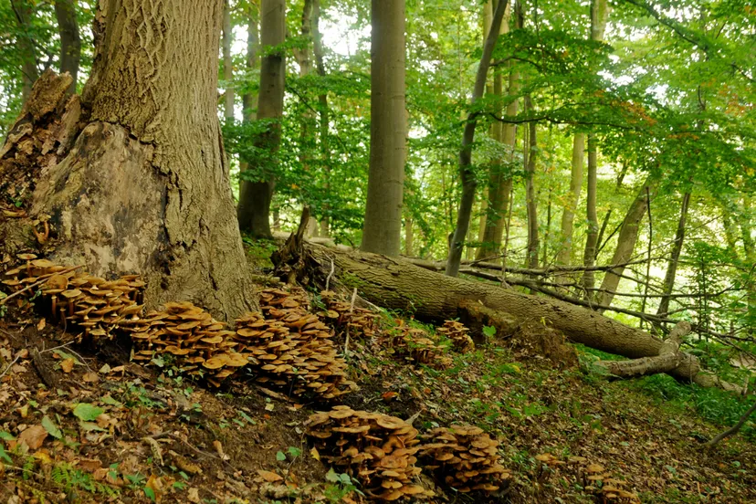 de dellen henk heijligers hli1312