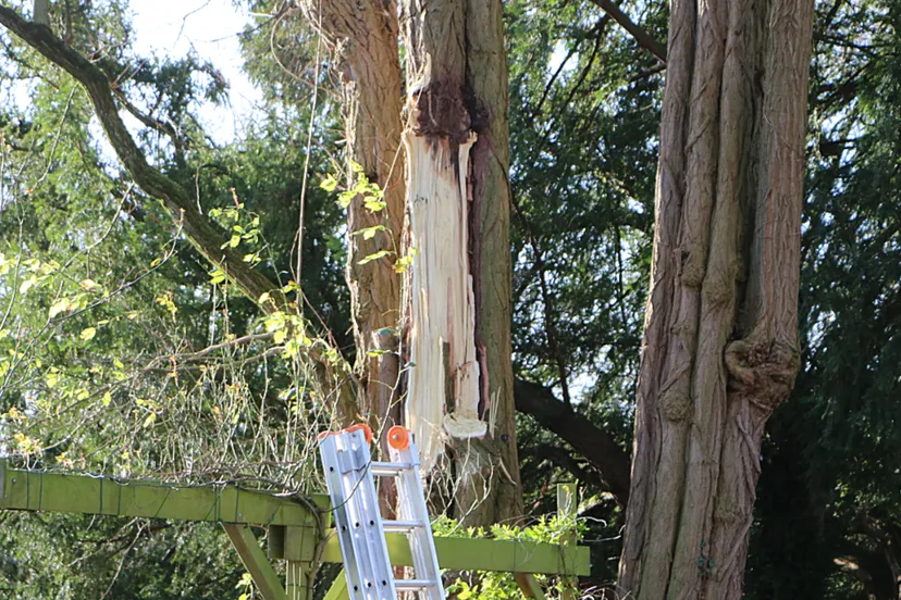 deel van boom afgescheurd kasteelpark born