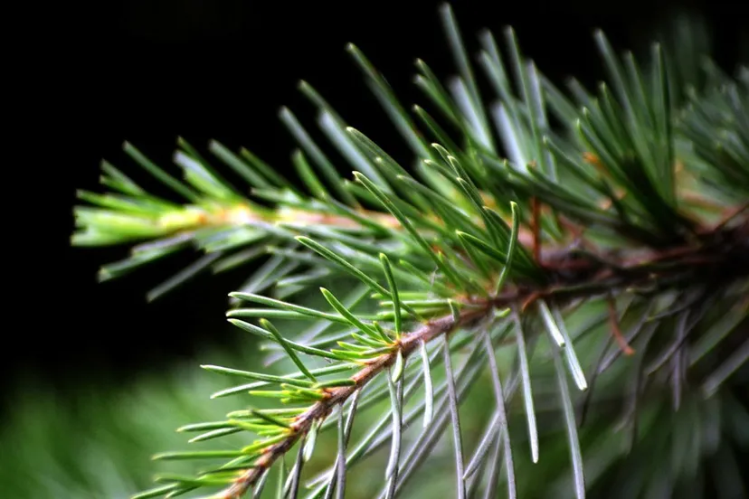 den spar kerstboomtak