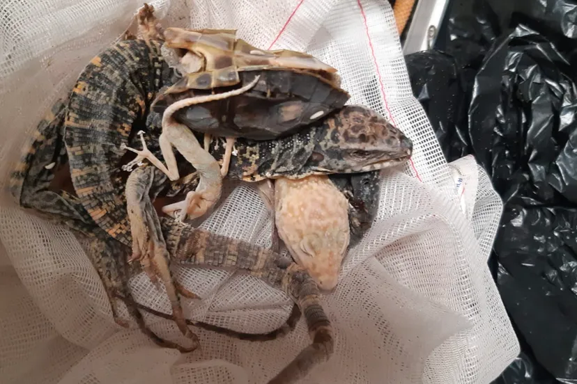 dierenpolitie vindt veel dode reptielen in vrieskist van handelaar