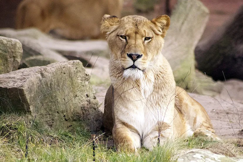 dierentuin leeuw ninjaprincess via pixabay