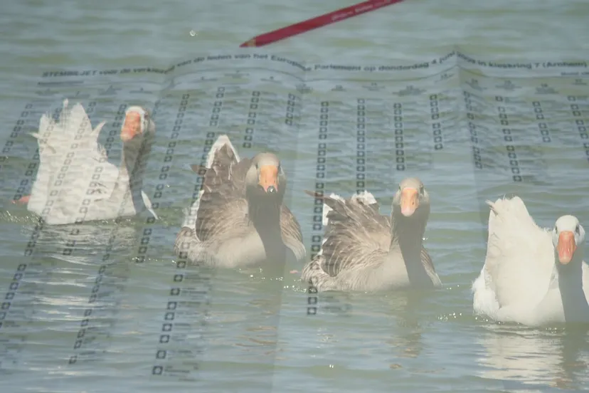diervriendelijk kiezen verkiezingen stembiljet vaag 72 41
